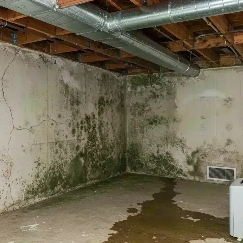 Professional Mold Removal in De Witt County, IL